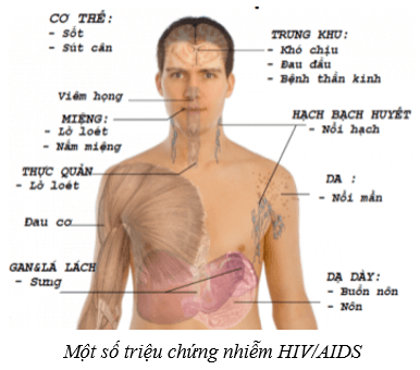 Sinh sản ở người (KHTN 8 Kết nối tri thức Bài 40)