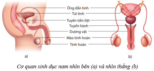 Sinh sản ở người (KHTN 8 Kết nối tri thức Bài 40)