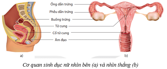 Sinh sản ở người (KHTN 8 Kết nối tri thức Bài 40)