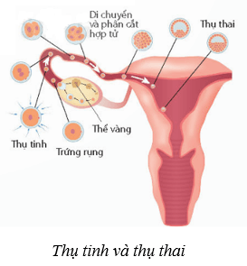 Sinh sản ở người (KHTN 8 Kết nối tri thức Bài 40)