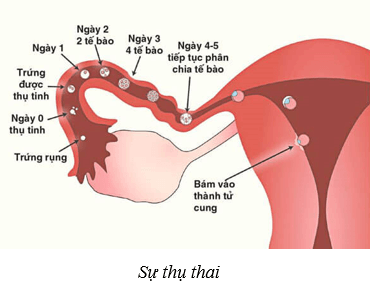 Sinh sản ở người (KHTN 8 Kết nối tri thức Bài 40)