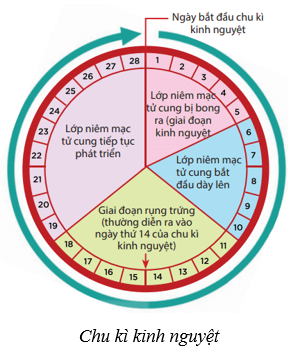 Sinh sản ở người (KHTN 8 Kết nối tri thức Bài 40)
