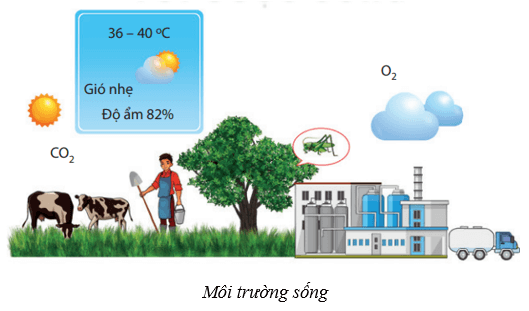 Môi trường và các nhân tố sinh thái (KHTN 8 Kết nối tri thức Bài 41)