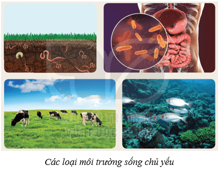 Môi trường và các nhân tố sinh thái (KHTN 8 Kết nối tri thức Bài 41)