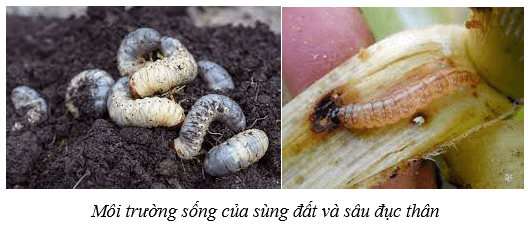 Môi trường và các nhân tố sinh thái (KHTN 8 Kết nối tri thức Bài 41)
