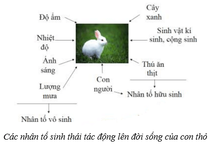 Môi trường và các nhân tố sinh thái (KHTN 8 Kết nối tri thức Bài 41)