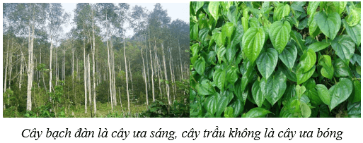Môi trường và các nhân tố sinh thái (KHTN 8 Kết nối tri thức Bài 41)