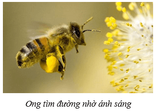 Môi trường và các nhân tố sinh thái (KHTN 8 Kết nối tri thức Bài 41)