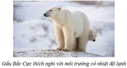 Môi trường và các nhân tố sinh thái (KHTN 8 Kết nối tri thức Bài 41)
