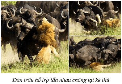 Môi trường và các nhân tố sinh thái (KHTN 8 Kết nối tri thức Bài 41)