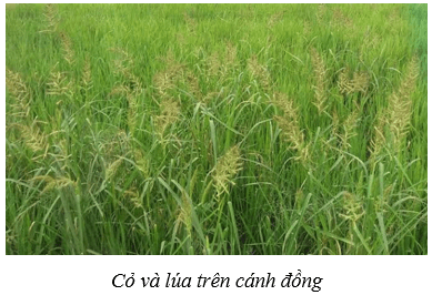Môi trường và các nhân tố sinh thái (KHTN 8 Kết nối tri thức Bài 41)