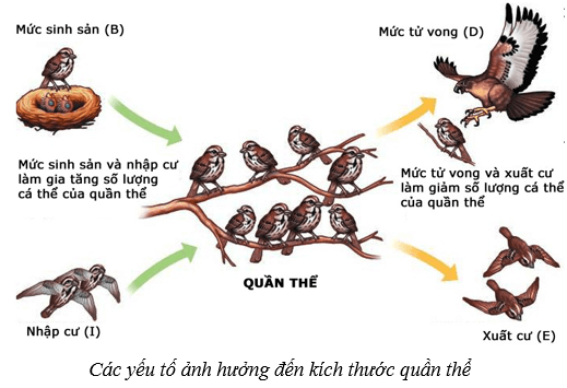 Quần thể sinh vật (KHTN 8 Kết nối tri thức Bài 42)