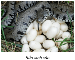 Quần thể sinh vật (KHTN 8 Kết nối tri thức Bài 42)