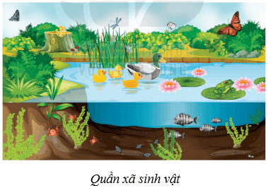 Quần xã sinh vật (KHTN 8 Kết nối tri thức Bài 43)