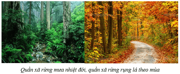 Quần xã sinh vật (KHTN 8 Kết nối tri thức Bài 43)