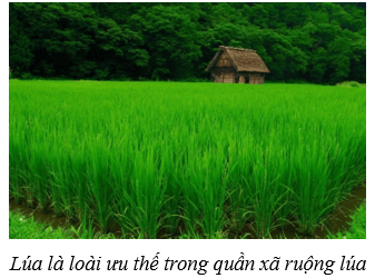 Quần xã sinh vật (KHTN 8 Kết nối tri thức Bài 43)
