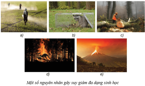 Quần xã sinh vật (KHTN 8 Kết nối tri thức Bài 43)