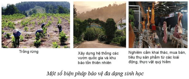 Quần xã sinh vật (KHTN 8 Kết nối tri thức Bài 43)