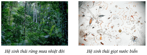 Hệ sinh thái (KHTN 8 Kết nối tri thức Bài 44)