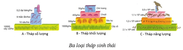 Hệ sinh thái (KHTN 8 Kết nối tri thức Bài 44)