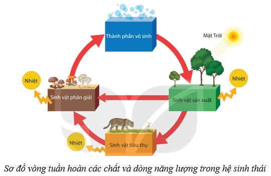 Hệ sinh thái (KHTN 8 Kết nối tri thức Bài 44)