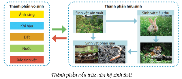 Hệ sinh thái (KHTN 8 Kết nối tri thức Bài 44)