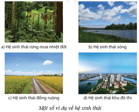 Hệ sinh thái (KHTN 8 Kết nối tri thức Bài 44)