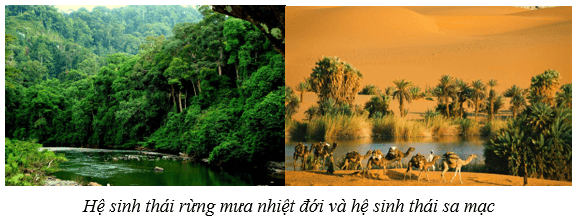 Hệ sinh thái (KHTN 8 Kết nối tri thức Bài 44)