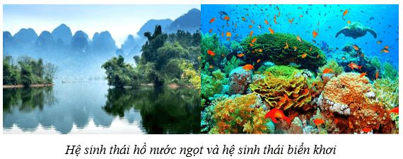 Hệ sinh thái (KHTN 8 Kết nối tri thức Bài 44)