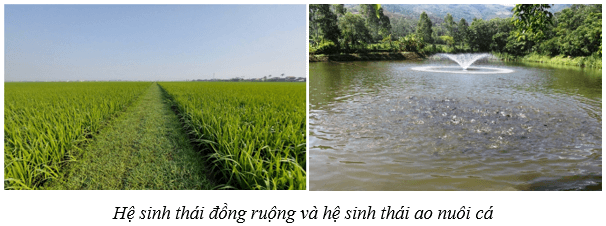 Hệ sinh thái (KHTN 8 Kết nối tri thức Bài 44)