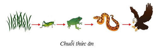 Hệ sinh thái (KHTN 8 Kết nối tri thức Bài 44)