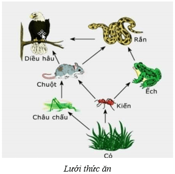 Hệ sinh thái (KHTN 8 Kết nối tri thức Bài 44)