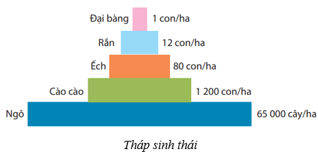 Hệ sinh thái (KHTN 8 Kết nối tri thức Bài 44)