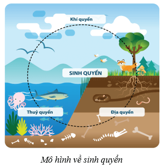 Sinh quyển (KHTN 8 Kết nối tri thức Bài 45)