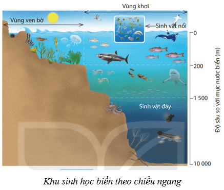 Sinh quyển (KHTN 8 Kết nối tri thức Bài 45)