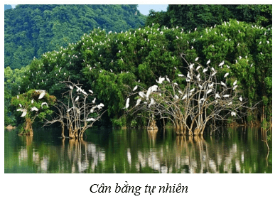 Cân bằng tự nhiên (KHTN 8 Kết nối tri thức Bài 46)