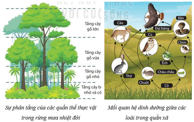 Cân bằng tự nhiên (KHTN 8 Kết nối tri thức Bài 46)