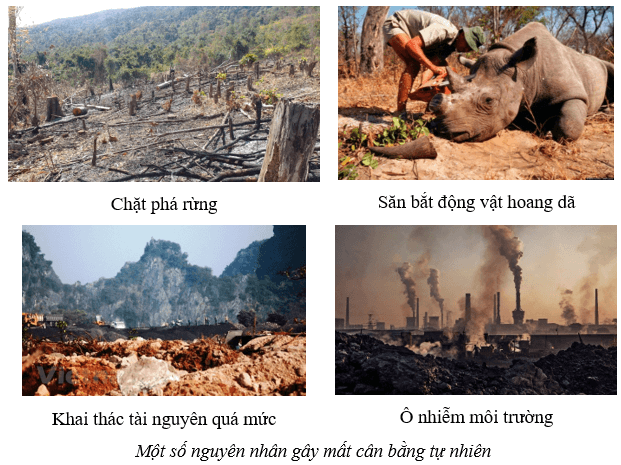 Cân bằng tự nhiên (KHTN 8 Kết nối tri thức Bài 46)