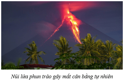 Cân bằng tự nhiên (KHTN 8 Kết nối tri thức Bài 46)