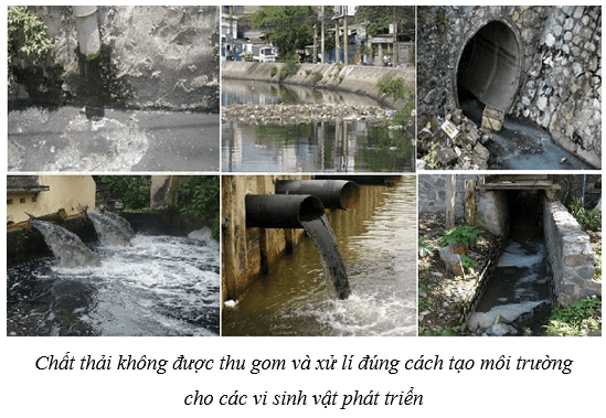 Bảo vệ môi trường (KHTN 8 Kết nối tri thức Bài 47)