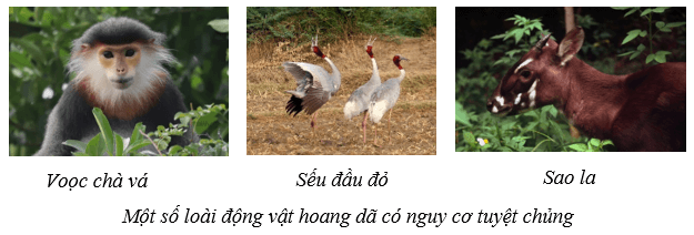 Bảo vệ môi trường (KHTN 8 Kết nối tri thức Bài 47)