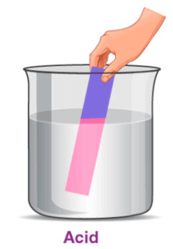 Acid (KHTN 8 Kết nối tri thức Bài 8)
