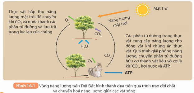 KHTN 9 Kết nối tri thức  Bài 16: Vòng năng lượng trên Trái Đất. Năng lượng hoá thạch