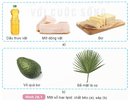 Lipid (KHTN 9 Kết nối tri thức Bài 28)