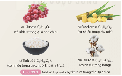 Carbohydrate. Glucose và saccharose (KHTN 9 Kết nối tri thức Bài 29)