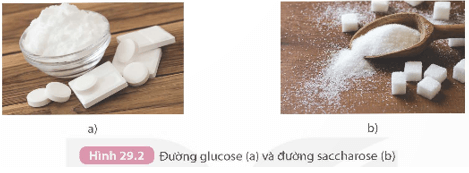 Carbohydrate. Glucose và saccharose (KHTN 9 Kết nối tri thức Bài 29)