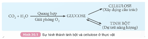 Tinh bột và cellulose (KHTN 9 Kết nối tri thức Bài 30)