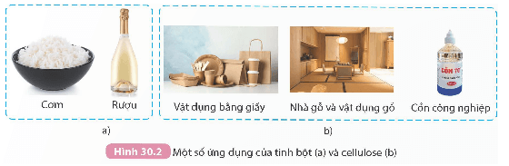 Tinh bột và cellulose (KHTN 9 Kết nối tri thức Bài 30)