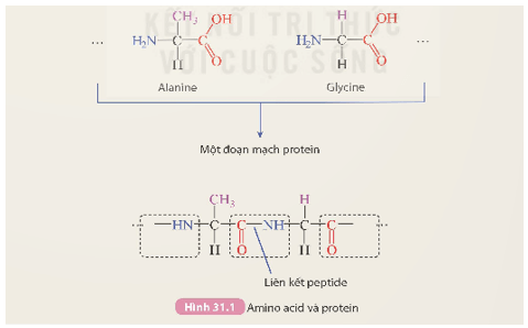 Protein (KHTN 9 Kết nối tri thức Bài 31)