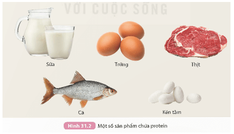 Protein (KHTN 9 Kết nối tri thức Bài 31)